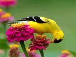 Zinnias And Goldfinch