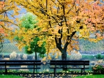 Autumn Bench