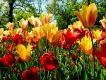 Red Yellow Tulip Flower