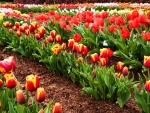 Spring Tulips