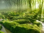 Mossy Forest