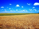 Wheat Field Sky