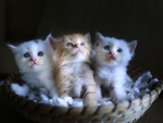 Kittens