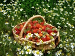 Strawberry Basket