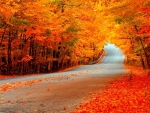 Autumn Road