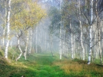 Birch Forest in Fog