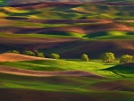 Palouse Hills-Washington