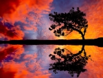 Reflecting Lonely Tree