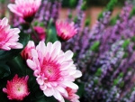 Pink Chrysanthemum