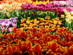Holland Tulips