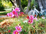 Anemones Bicycle