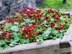 Red Flower Bed