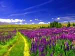 Field of Lupines