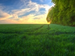 Green Grassy Field Over Horizon