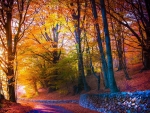 Autumn Forest