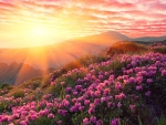 Sunset is a Mountain with Pink Rhododendron