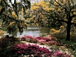 Middleton Gardens South Carolina
