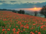 Sunset Over The Poppies Field