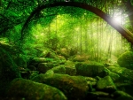 Sunlights Through The Green Forest