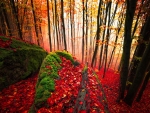 Autumn Forest