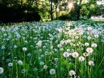 Dandelion Meadow