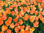 Orange Tulip