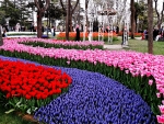 Tulip Festival