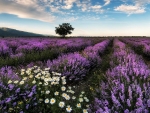 Lavender Field