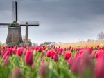 Tulip Farm in Alkmaar,Netherlands
