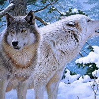 Wolves