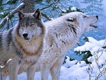 Wolves