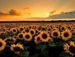 Sunflower Field