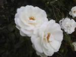 White roses
