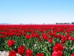 Blooming Tulip Field