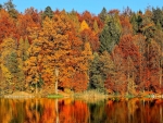 Autumn Forest