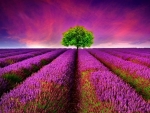 Lone Tree in the Lavender Field