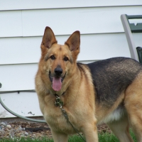 German Shepherd