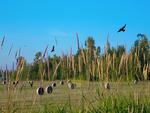Wilder Ranch Hay Field