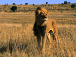 Male Lion