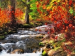 Creek in the Colorful Fall