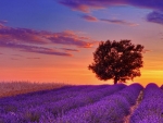Lavender Field with a Lone Tree