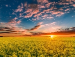 Rape Field at Sunset