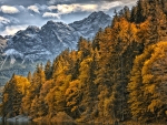 Alps Forest Mountain