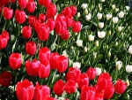 Red & White Tulip