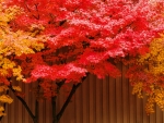 Red & Yellow Leaves Tree