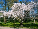 Spring White Flowering Tree