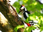The Woodpecker