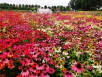 Echinacea Flower Field