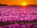 Field of Pink Tulips at Sunset