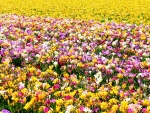 Colorful Flower Bed